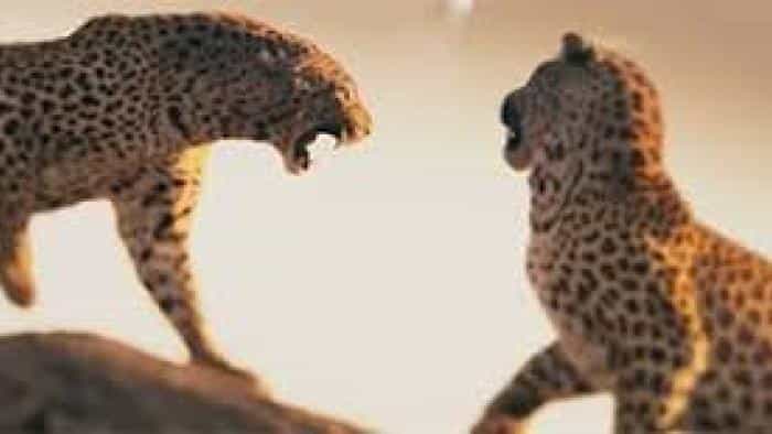 تماشای فیلم زیبای زندگی با پلنگ ها محصول سال 2024 | چیبینو