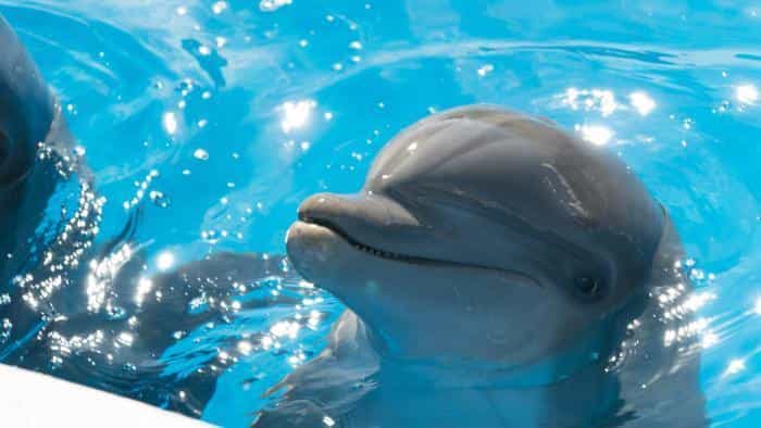 تماشای فیلم برنی دلفین محصول سال 2018 | چیبینو