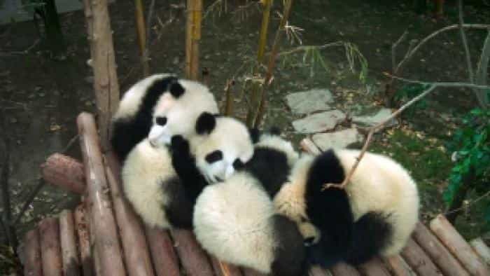 تماشای فیلم پانداها: بازگشت به خانه محصول سال 2018 | چیبینو