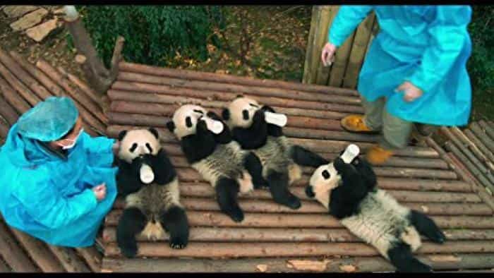 تماشای فیلم پانداها: بازگشت به خانه محصول سال 2018 | چیبینو