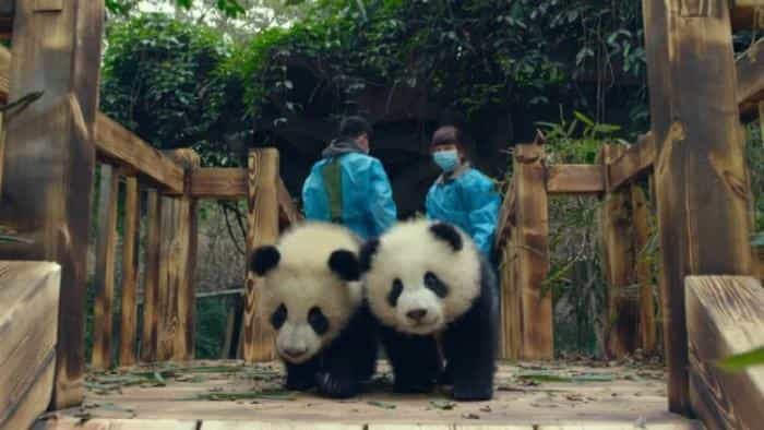 تماشای فیلم پانداها: بازگشت به خانه محصول سال 2018 | چیبینو