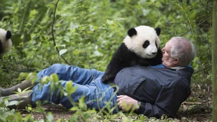 تماشای فیلم پانداها: بازگشت به خانه محصول سال 2018 | چیبینو