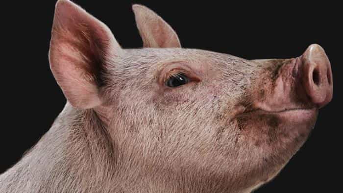 نقد و بررسی فیلم شکار محصول سال 2020 | چیبینو