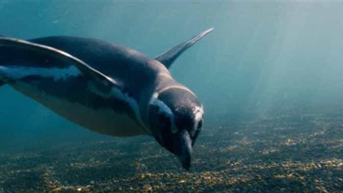 تماشای فیلم دوست پنگوئن من محصول سال 2024 | چیبینو