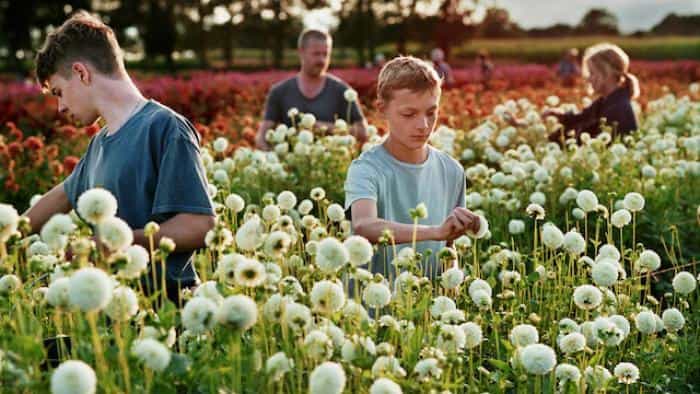 تماشای فیلم نزدیک محصول سال 2022 | چیبینو