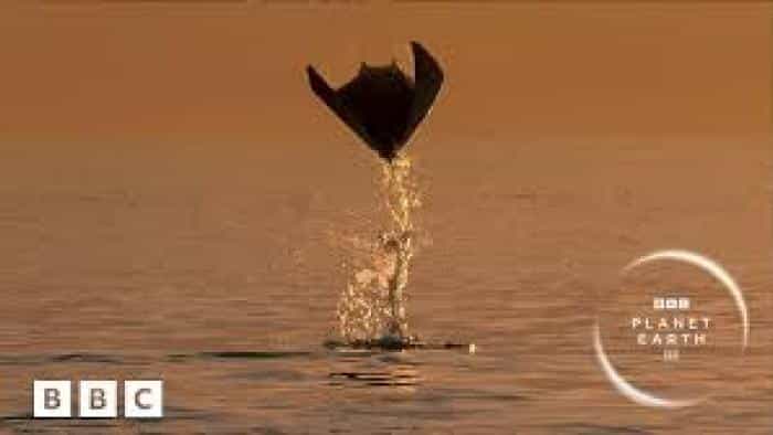 تماشای سریال سیاره زمین ۳ محصول سال 2023 | چیبینو